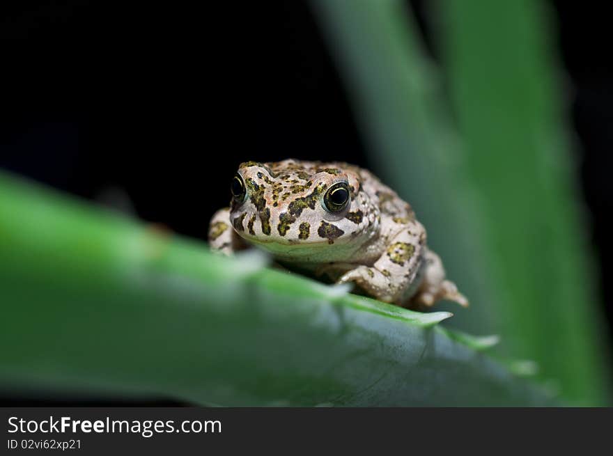 Frog on the aloe leaf