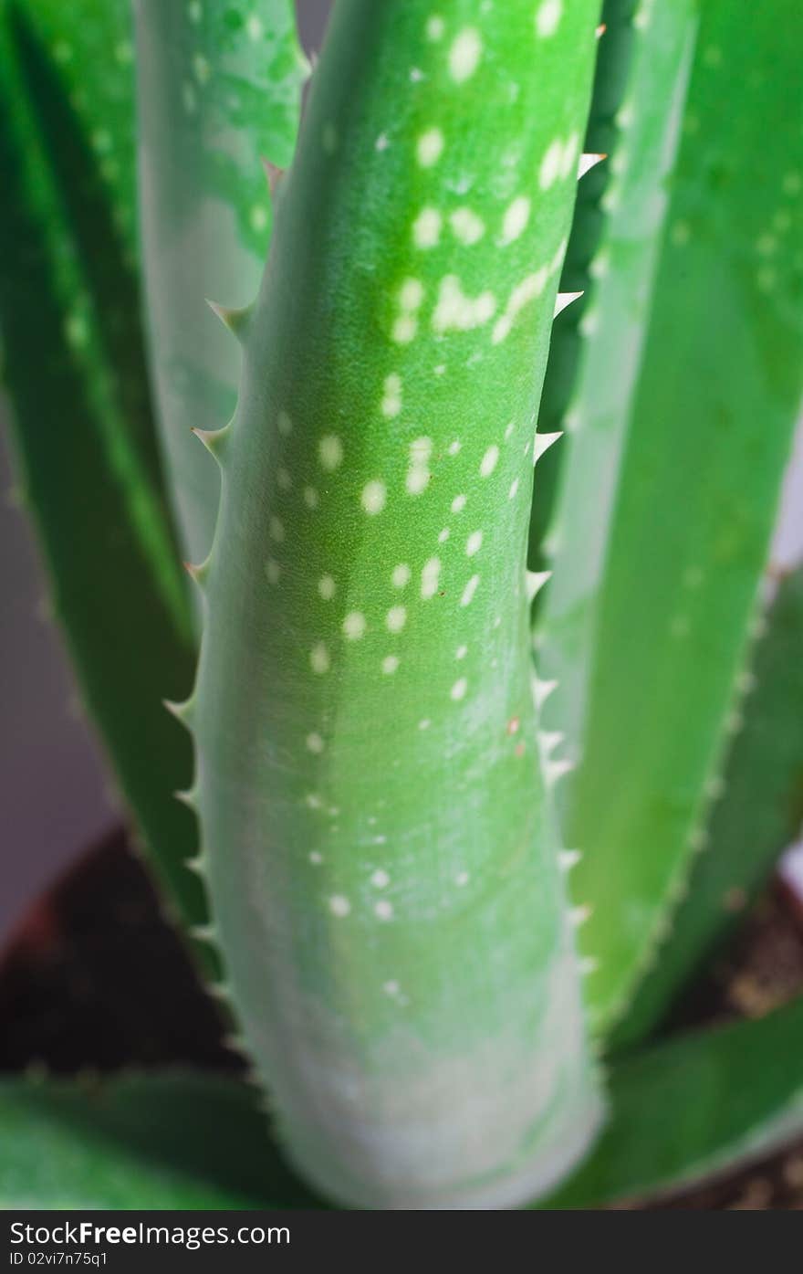 Leaf of aloe on white background