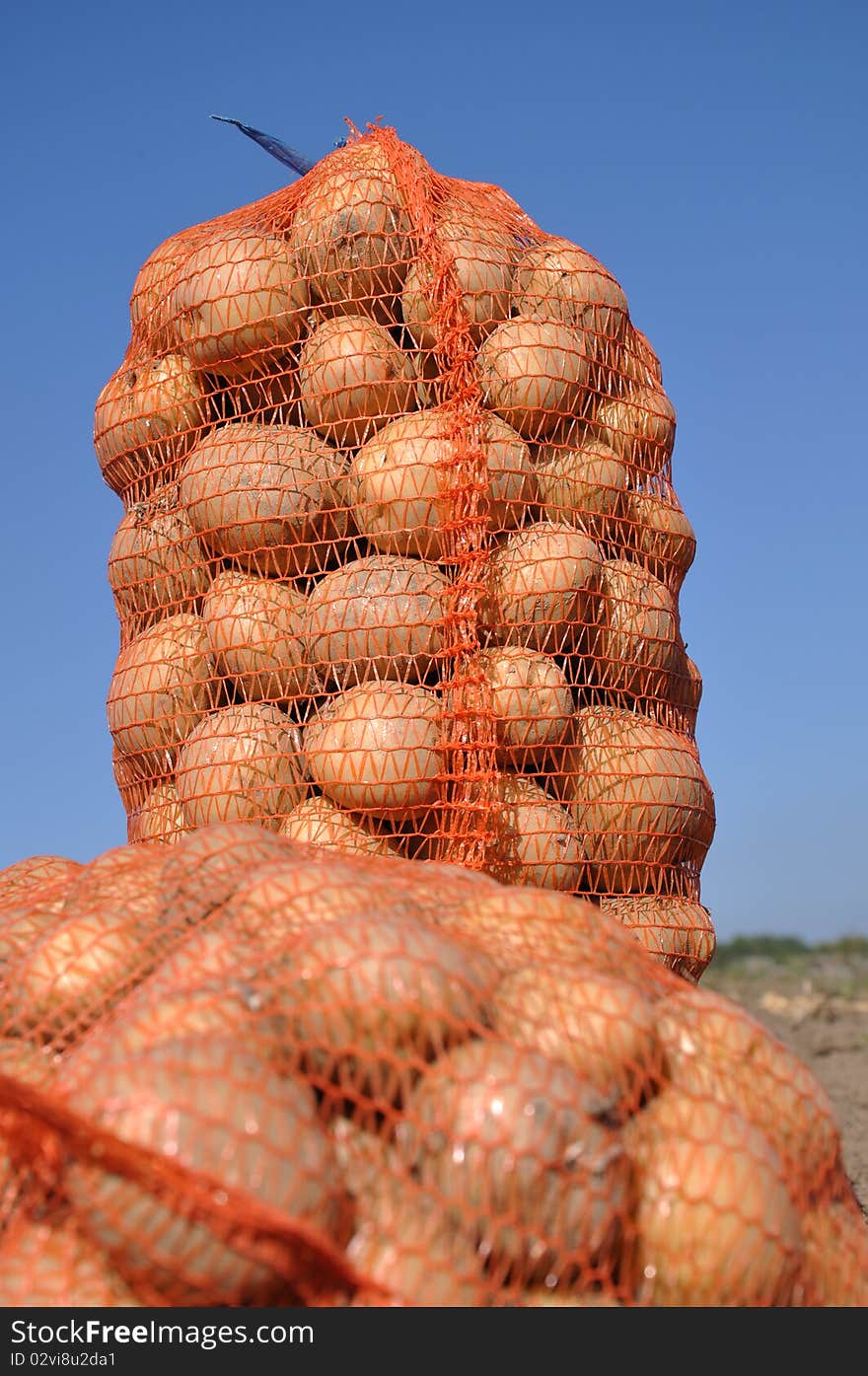 Harvesting potatoes on the farm. Harvesting potatoes on the farm