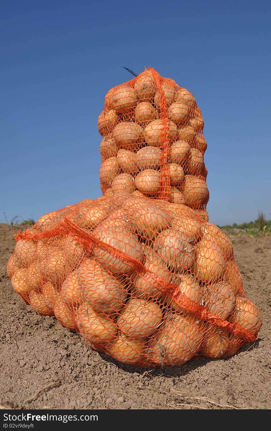 Harvesting potatoes on the farm. Harvesting potatoes on the farm