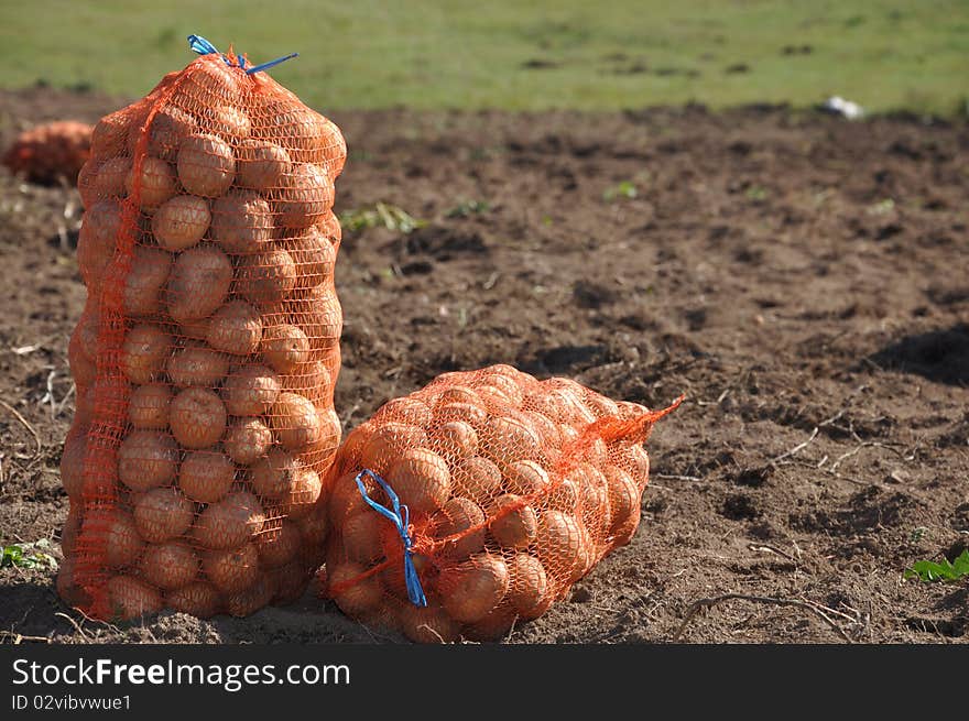 Harvesting potatoes on the farm. Harvesting potatoes on the farm