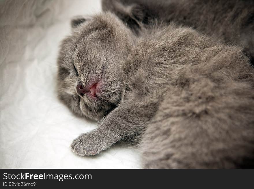 Sleeping Newborn Kitten