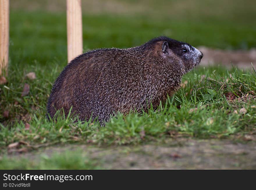 A side view of a woodchuck, also known as a groundhog, in a grassy area.