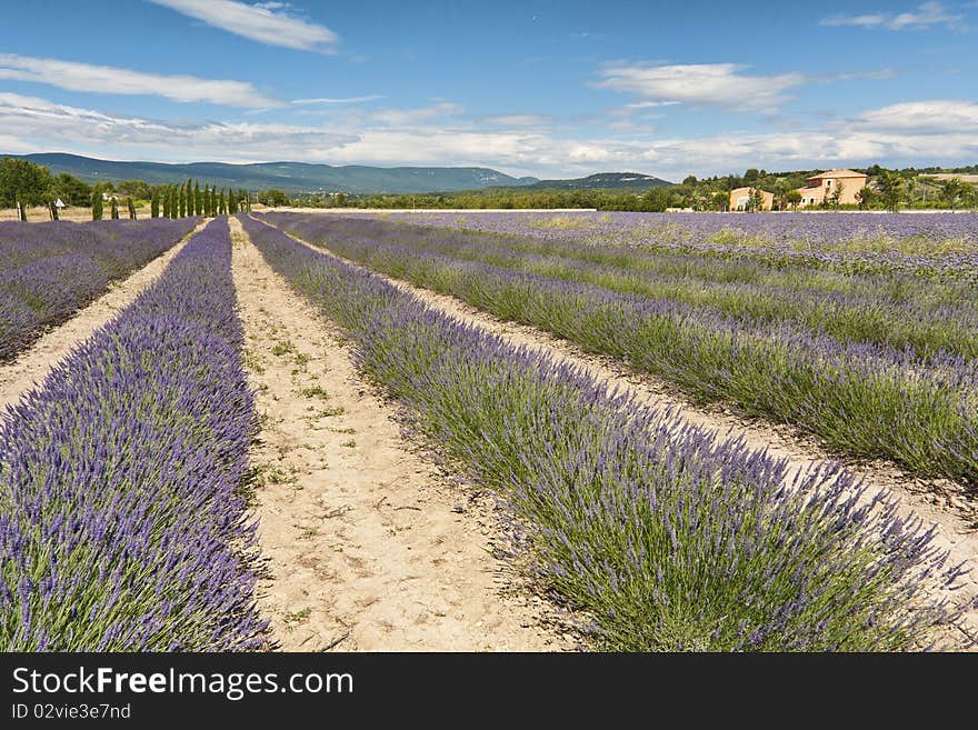 Lavender field in Provence, France