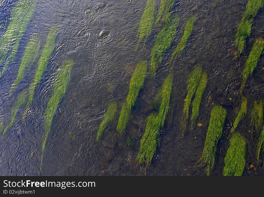 Green algae on river bottom