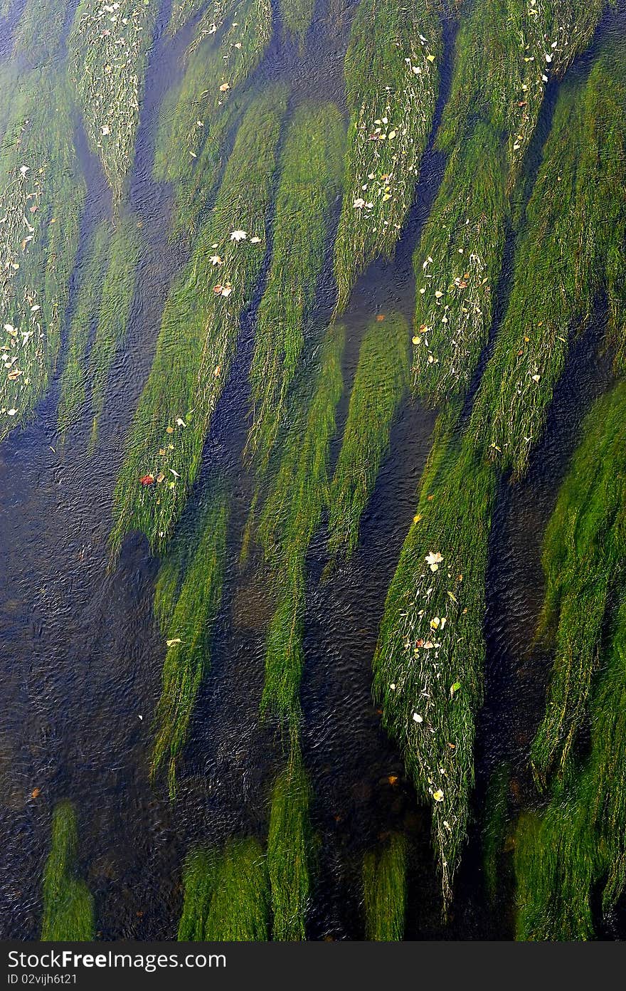 Green algae on river bottom and color leafs