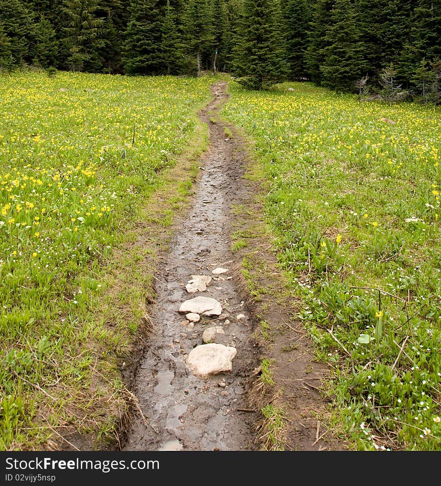 Flower meadow path