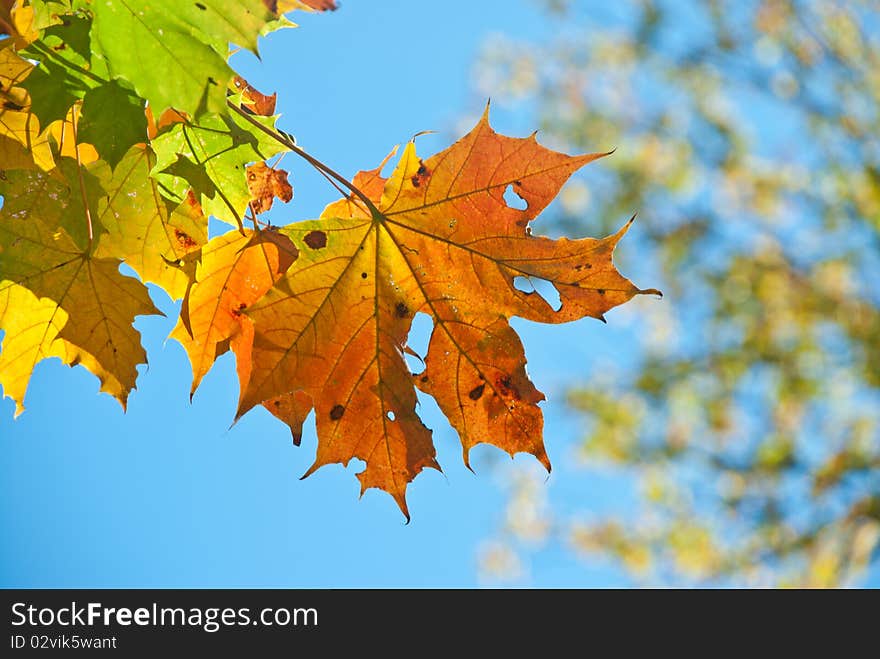 Autumn leaves , very shallow focus.