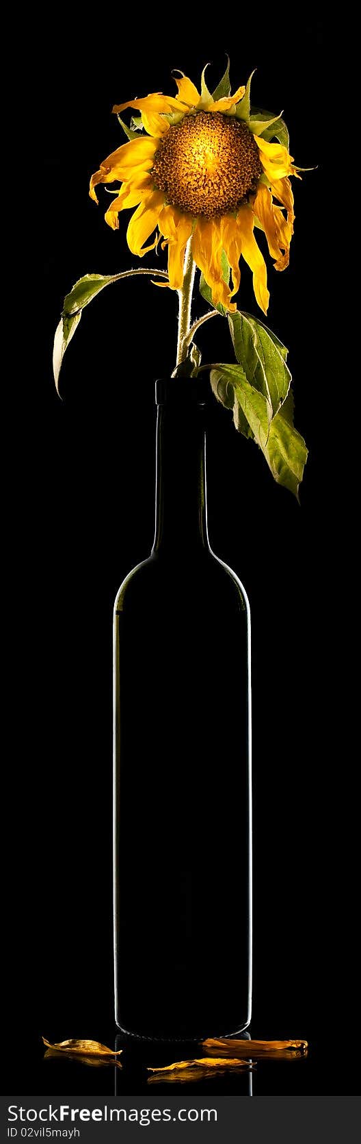 Withered sunflower in bottle on black background