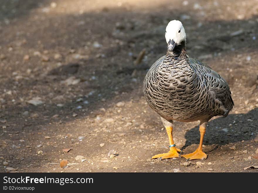 Upland or Magellan Goose sitting on shore