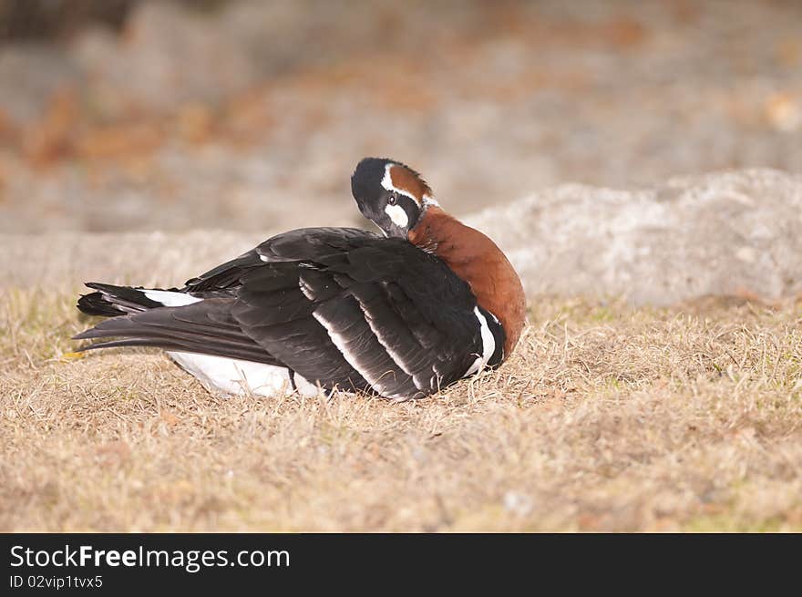 Red Breasted Goose on shore