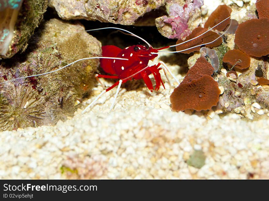 Blood or Fire Shrimp