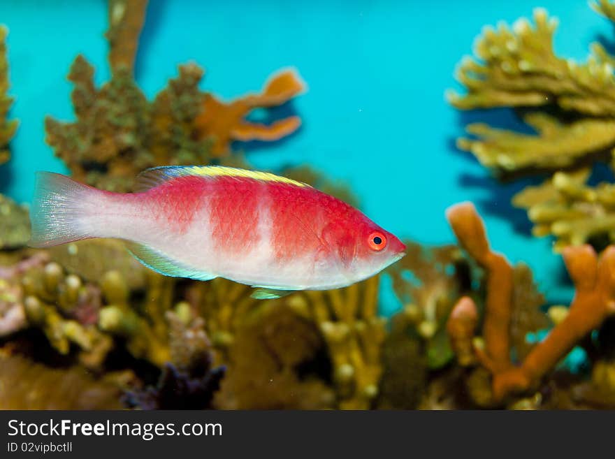 Yellow Fin Fairy Wrasse