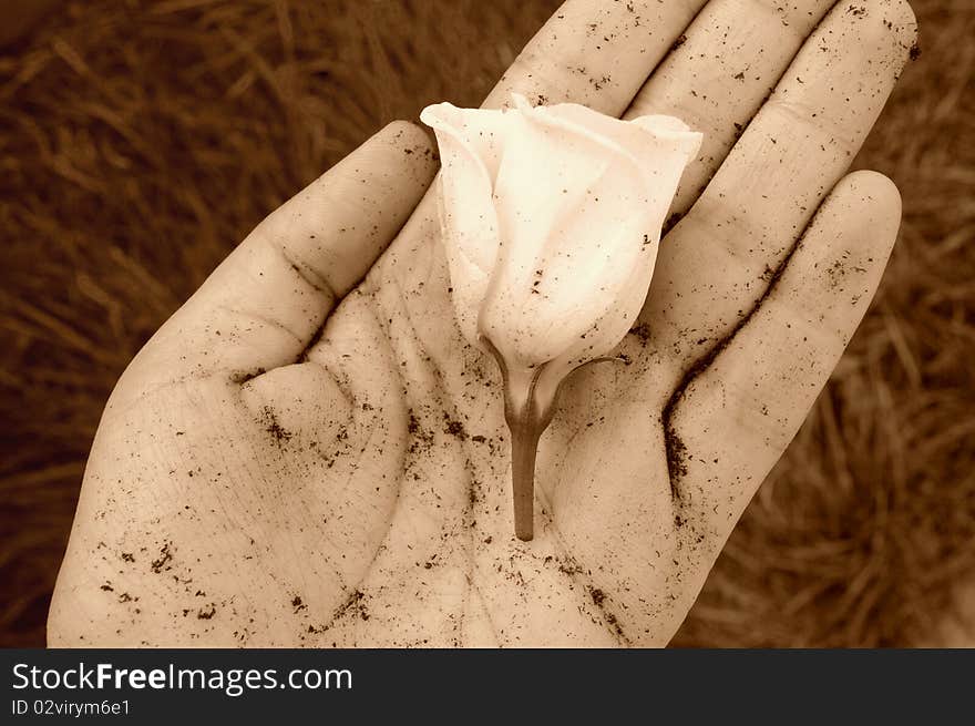 White flower