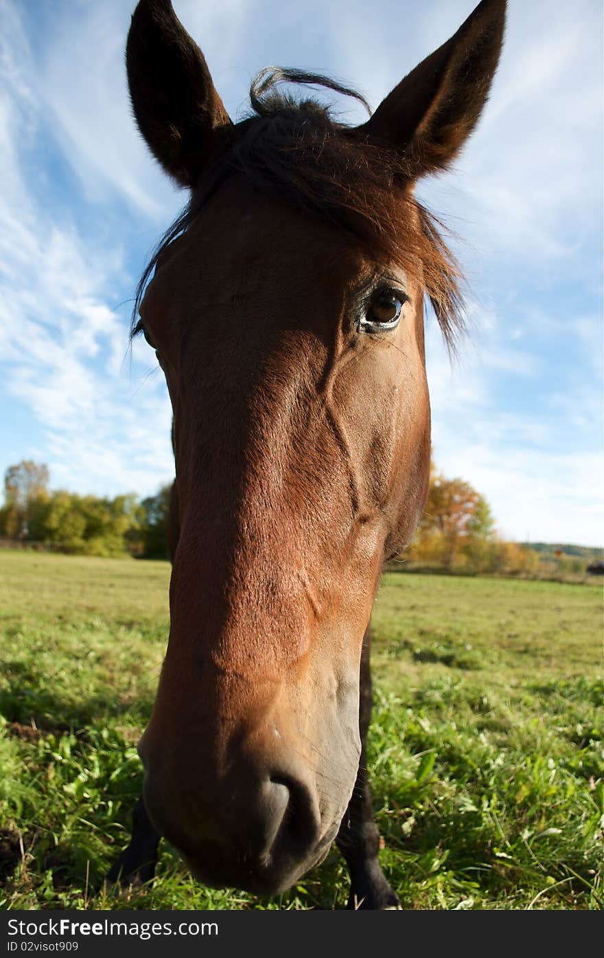 Horses head on sky background