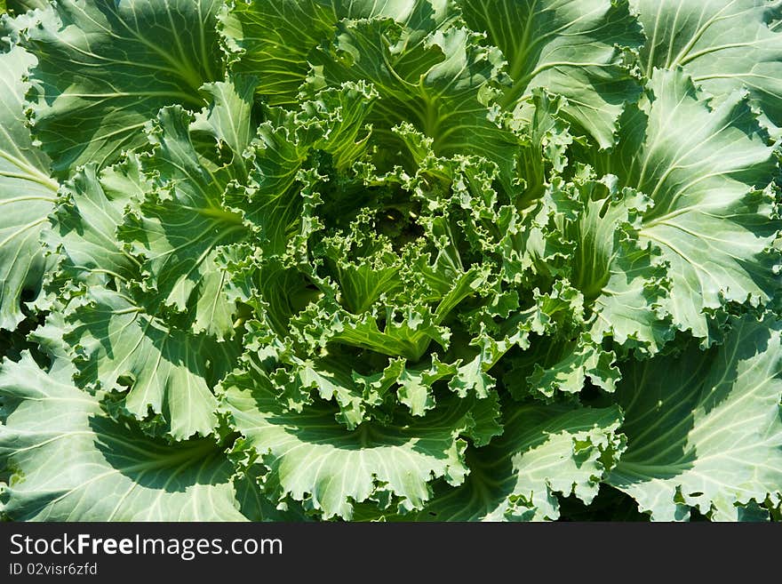 Green Cabbage on plant, leaves close up