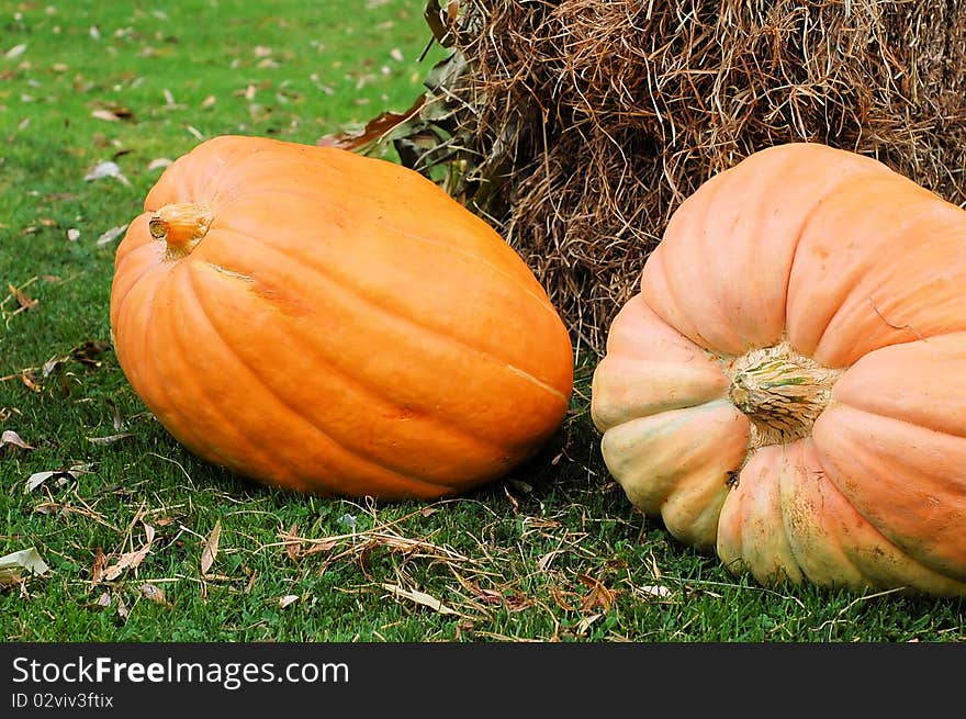 Two unusually shaped pumpkins sit in front of a hay bale. It is fall in the picture. Two unusually shaped pumpkins sit in front of a hay bale. It is fall in the picture.