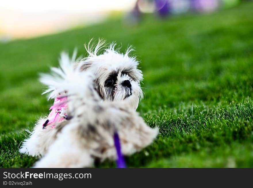 Imperial ShitZu Puppy