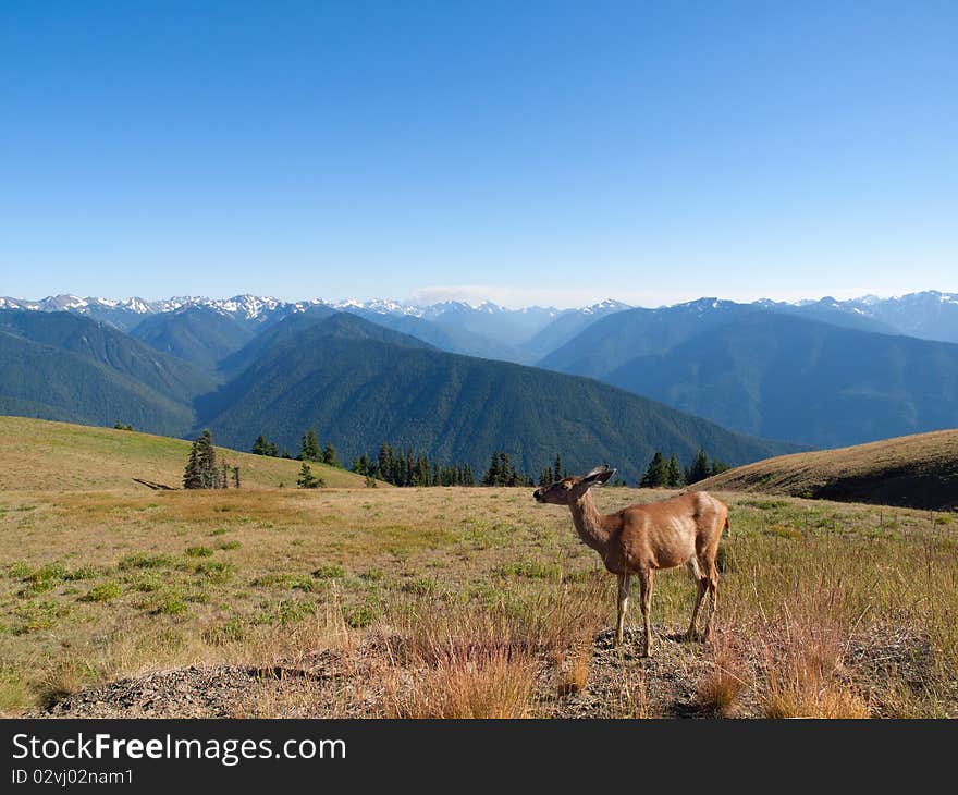 Deer is posing against the backdrop of mountain tops. Deer is posing against the backdrop of mountain tops