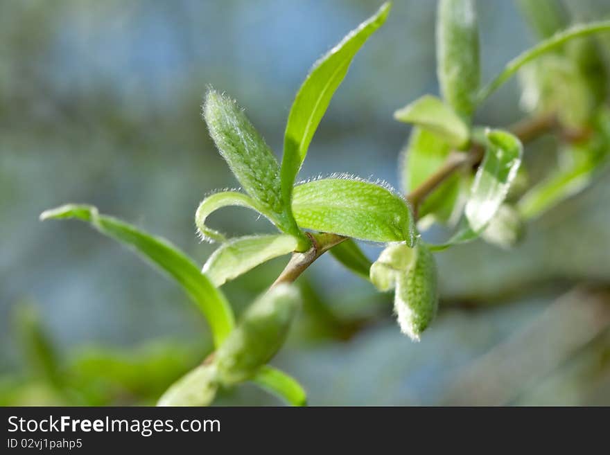 Spring Leaves