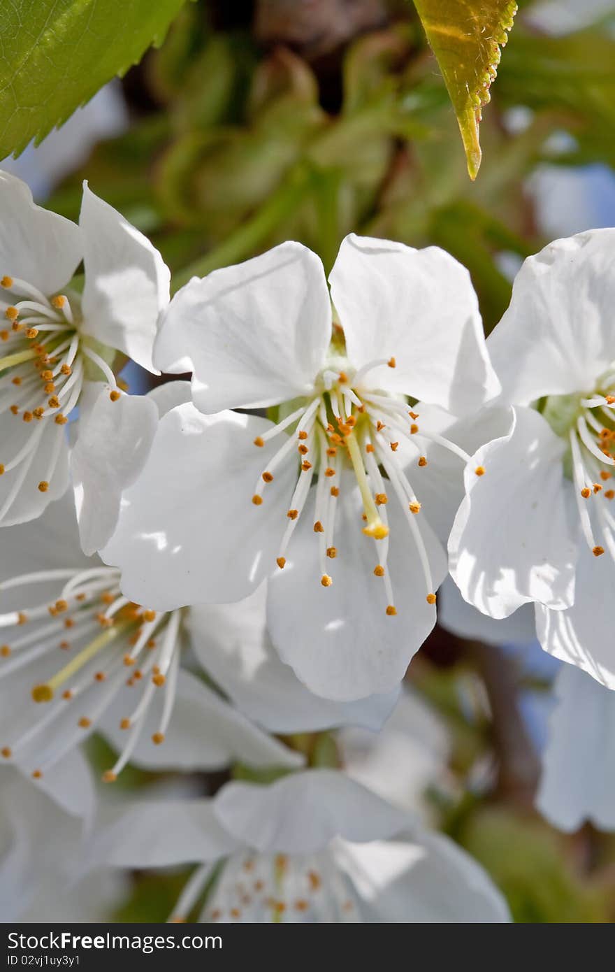 Cherry blossom