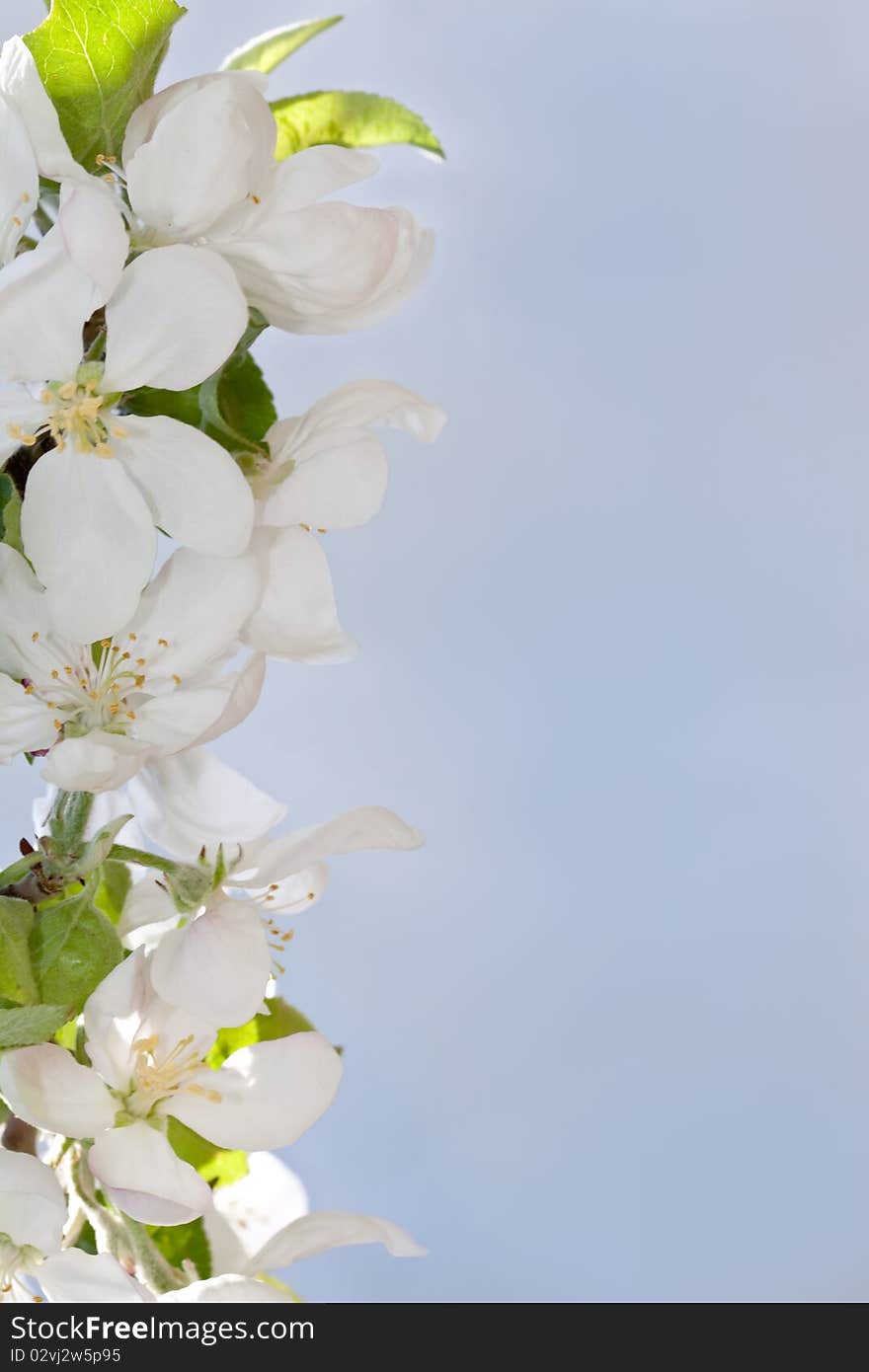 White flowers