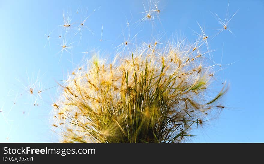 Plant the seeds seeds taking flight in breeze. Plant the seeds seeds taking flight in breeze