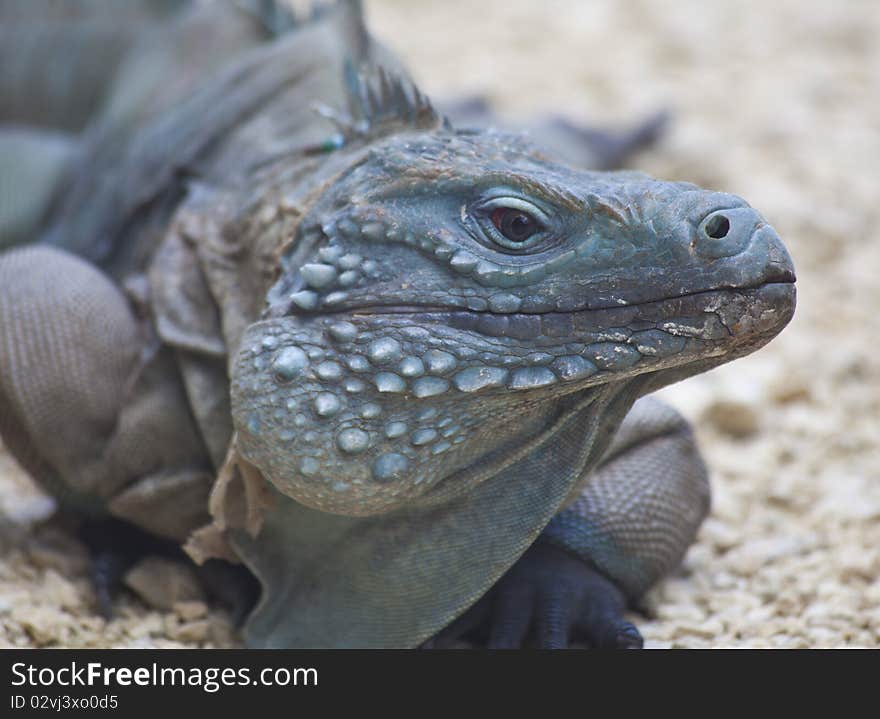 Blue Iguana of the Cayman Islands