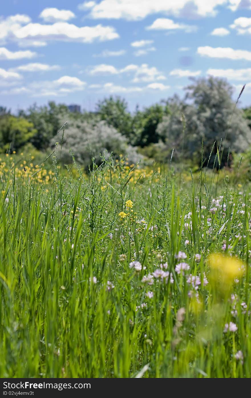 Beautiful green meadow. summer color