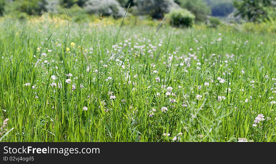 Beautiful green meadow. summer color