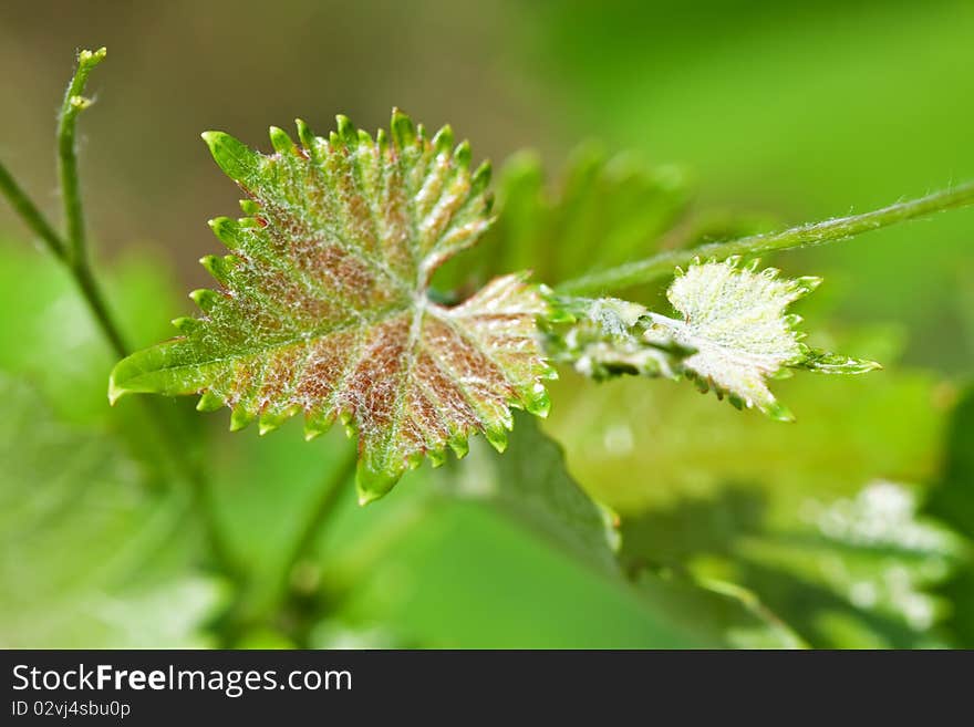 Branch of grape vine on blue background