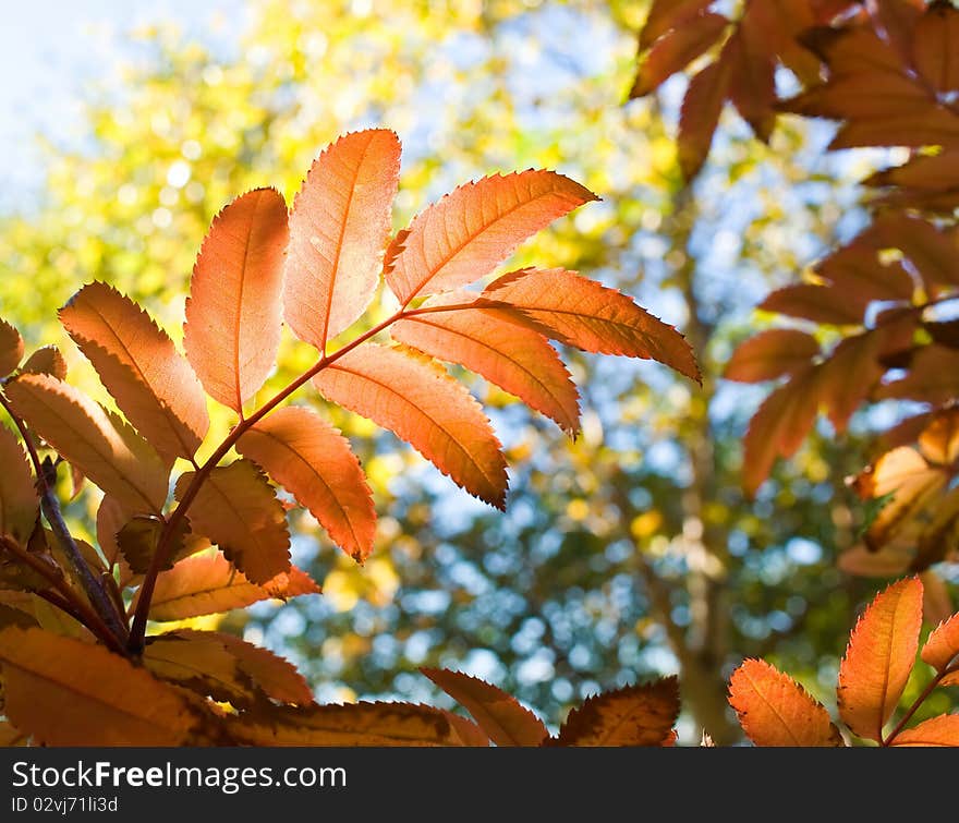 Red leaves of autumn trees in the background of yellow foliage and sky. Red leaves of autumn trees in the background of yellow foliage and sky