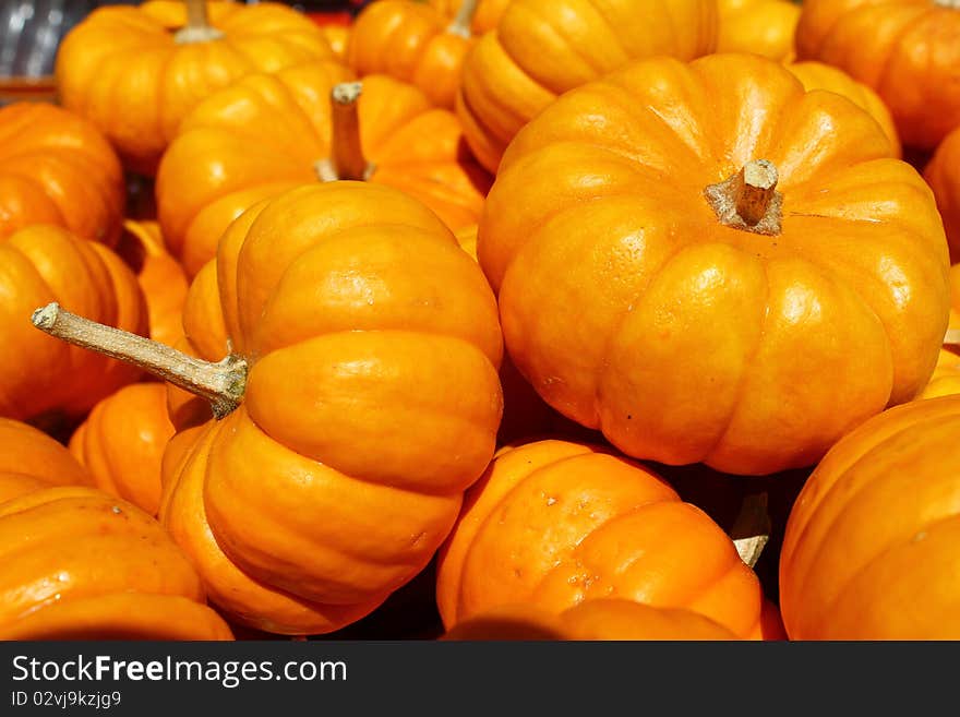 Pumpkins under sun,holiday,Halloween