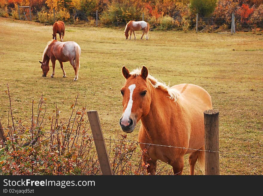 Lovely brown horse