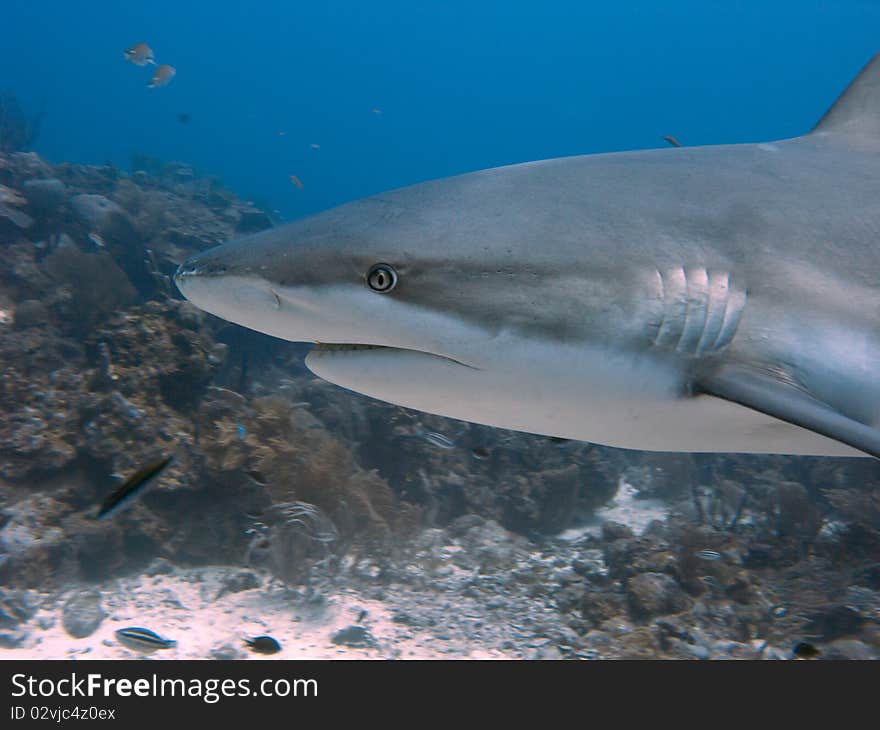 Black Tip Reef Shark Close And Personal