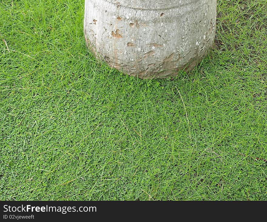 Green Carpet Of Clover Around Trunk