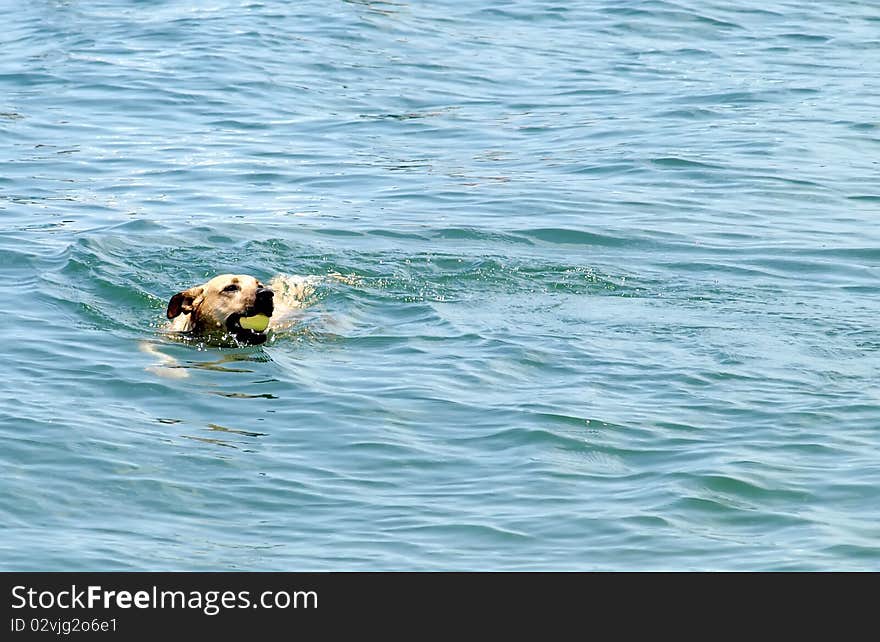 Dog fetching ball in water