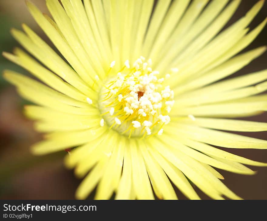 Close Up Shot Of Flower