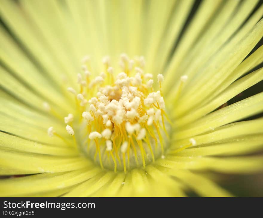 Close Up Shot Of Flower