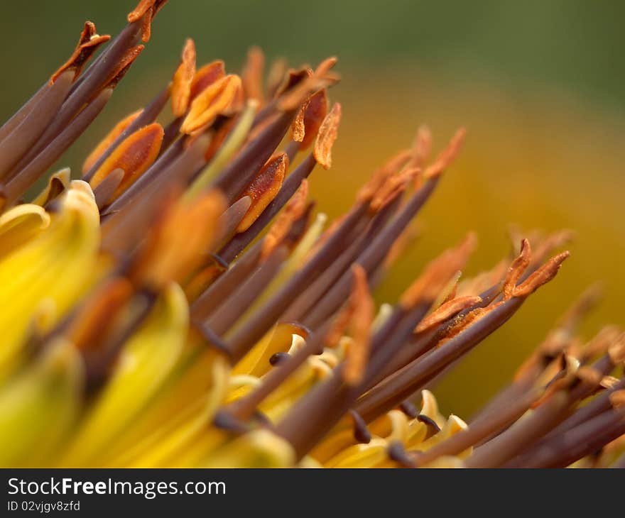 Close Up Shot Of Flower