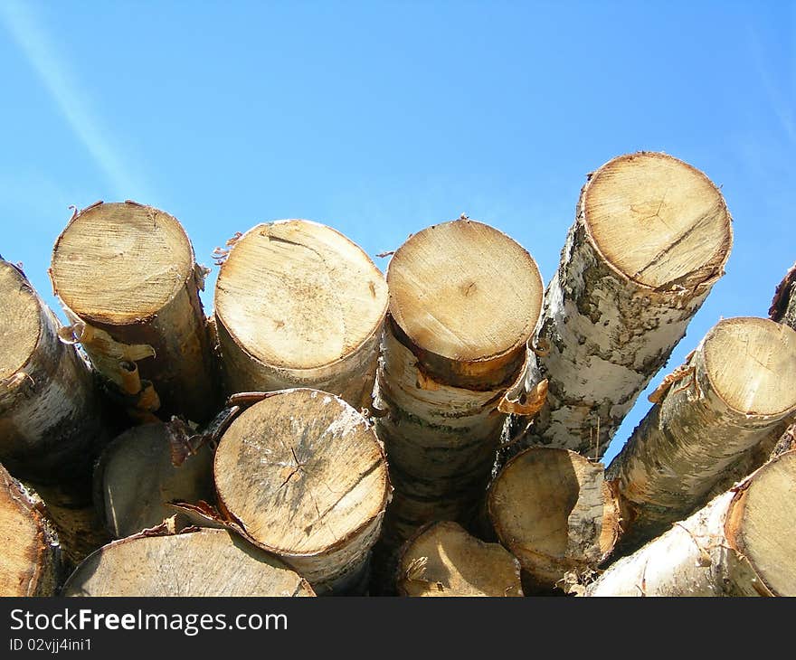 Birch logs against the sky.