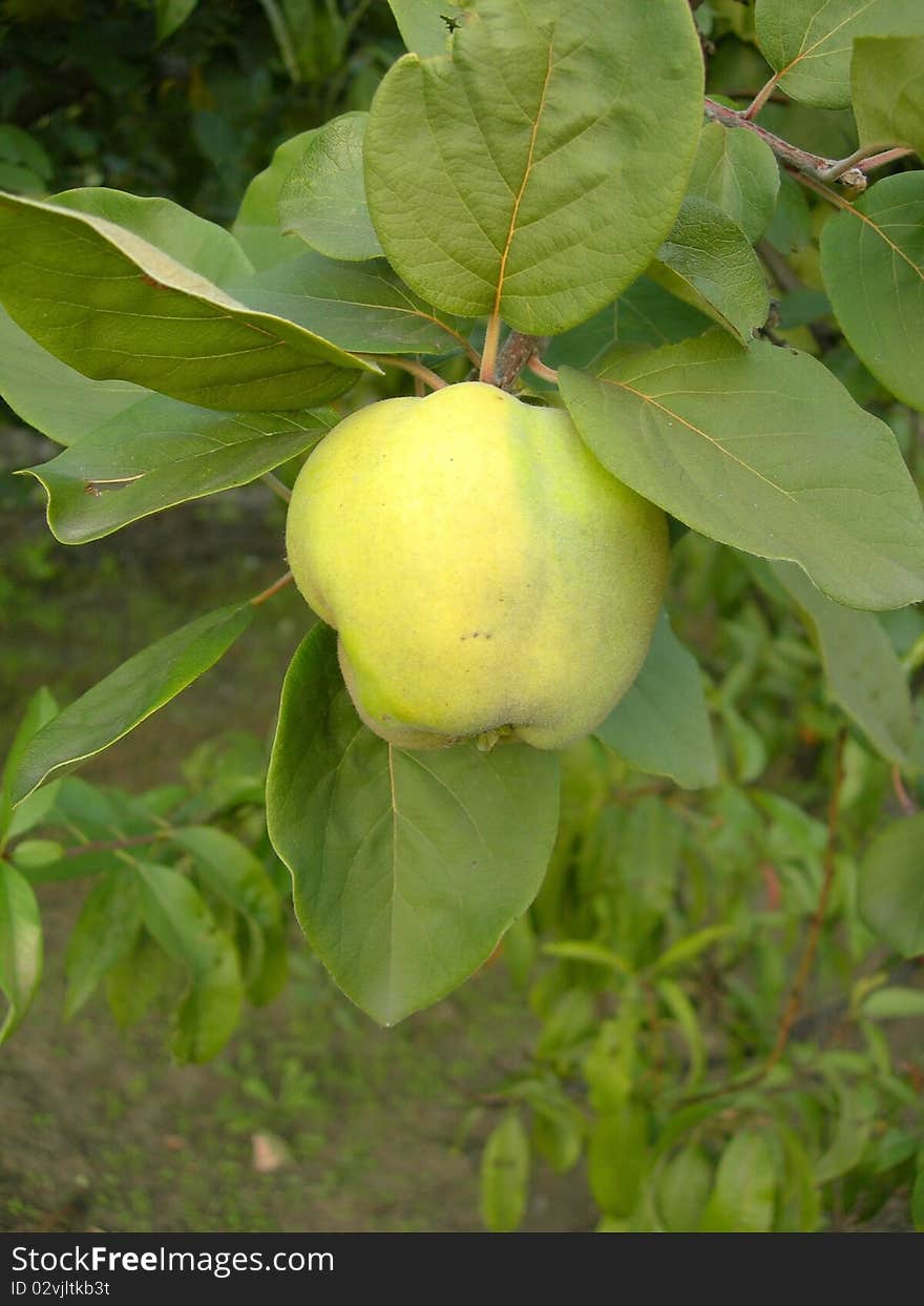 Quince fruit on a branch.