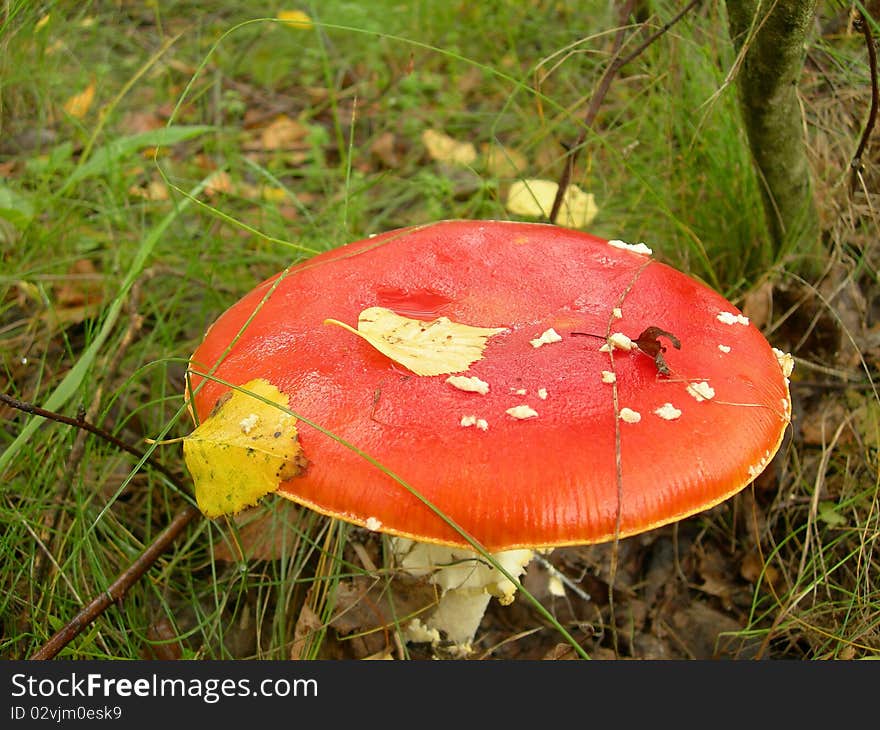 Red mushroom