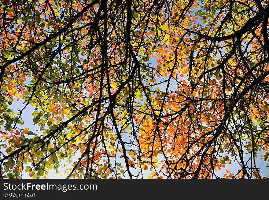 Colorful pear-tree leaves against blue sky. Colorful pear-tree leaves against blue sky