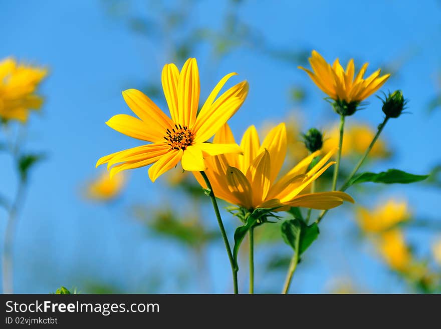 Yellow topinambur flowers (daisy family) against blue sky