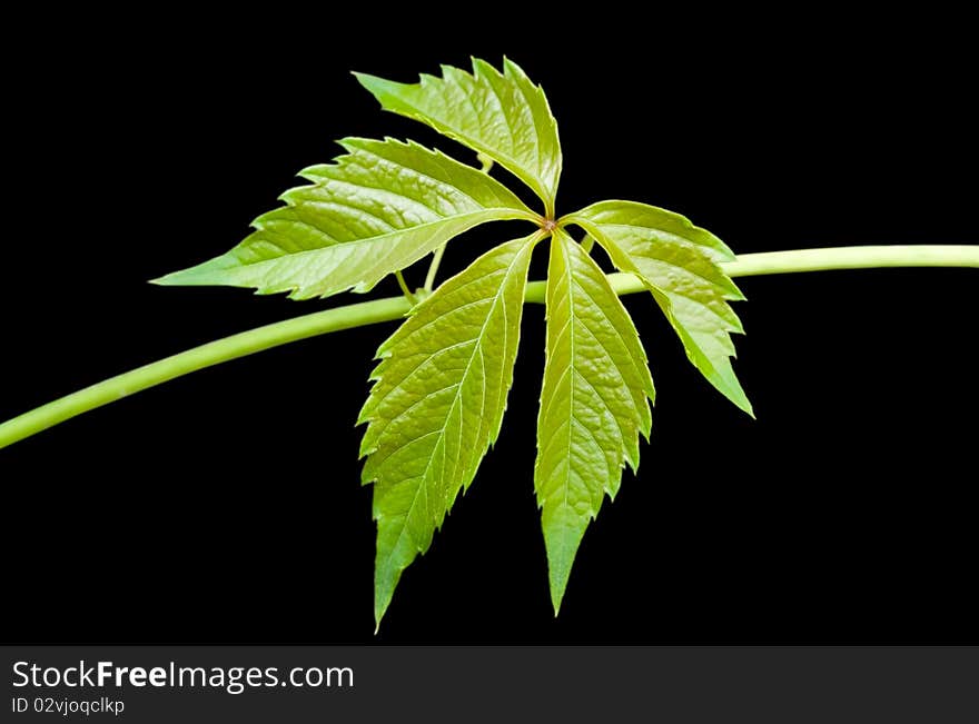 Leaf of decorative grape isolated on a black background