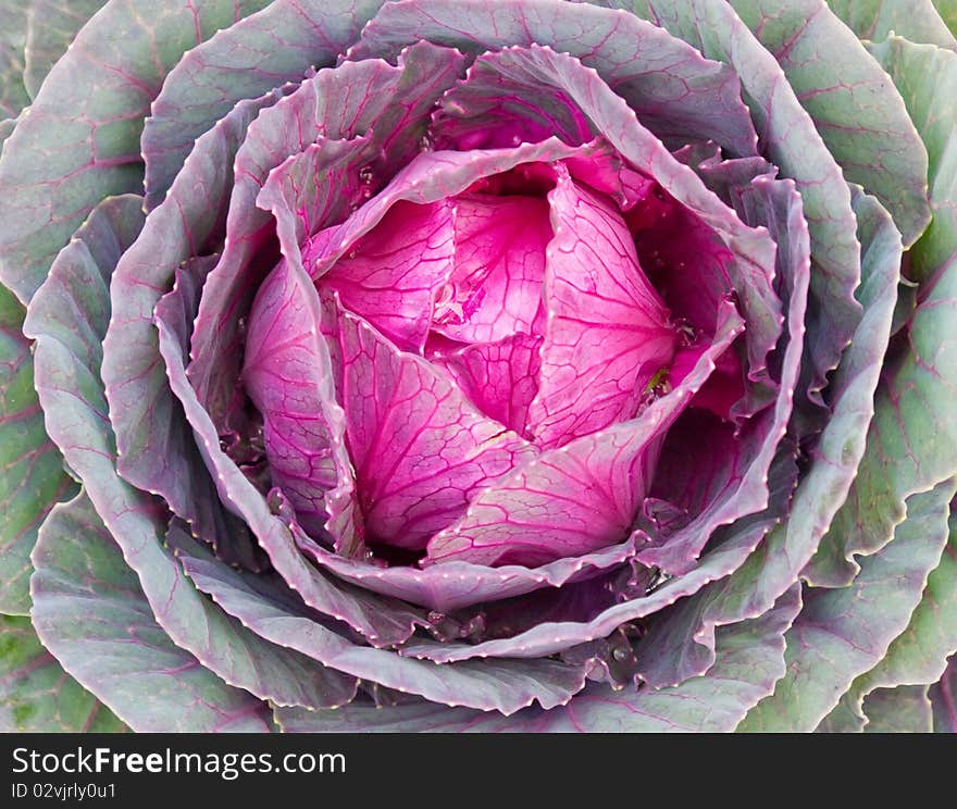 Multicoloured decorative cabbage or kale. Multicoloured decorative cabbage or kale