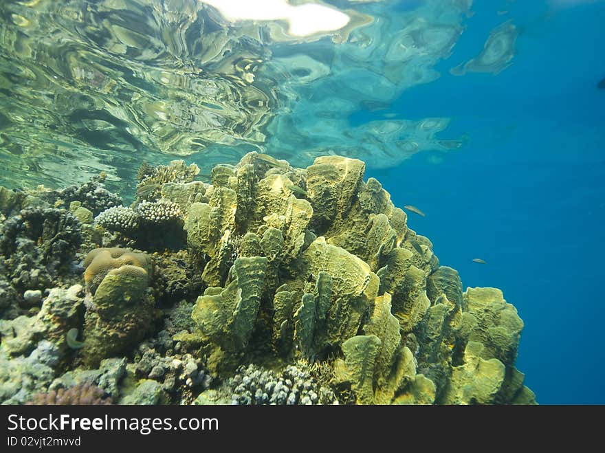 Shallow and colorful tropical coral reef.