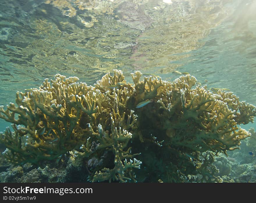 Shallow tropical coral reef, natural light.