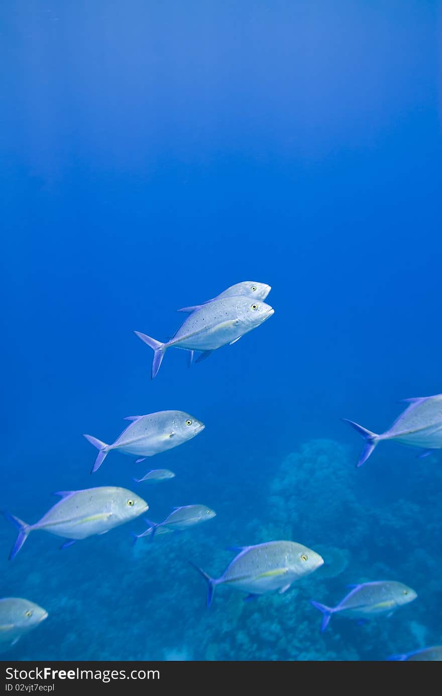 Small school of Bluefin Trevally cruising the reef, selective focus. Abu Tiss, Southern Red Sea, Egypt. Small school of Bluefin Trevally cruising the reef, selective focus. Abu Tiss, Southern Red Sea, Egypt.